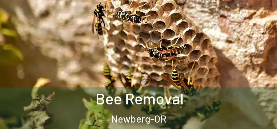 Bee Removal Newberg-OR