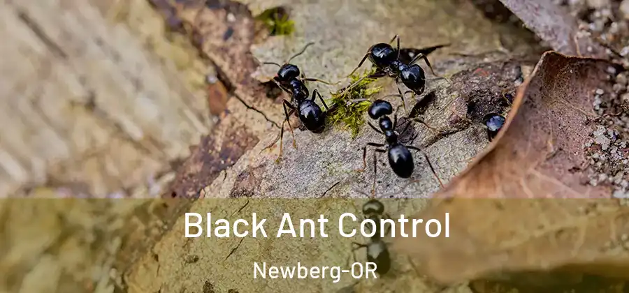 Black Ant Control Newberg-OR