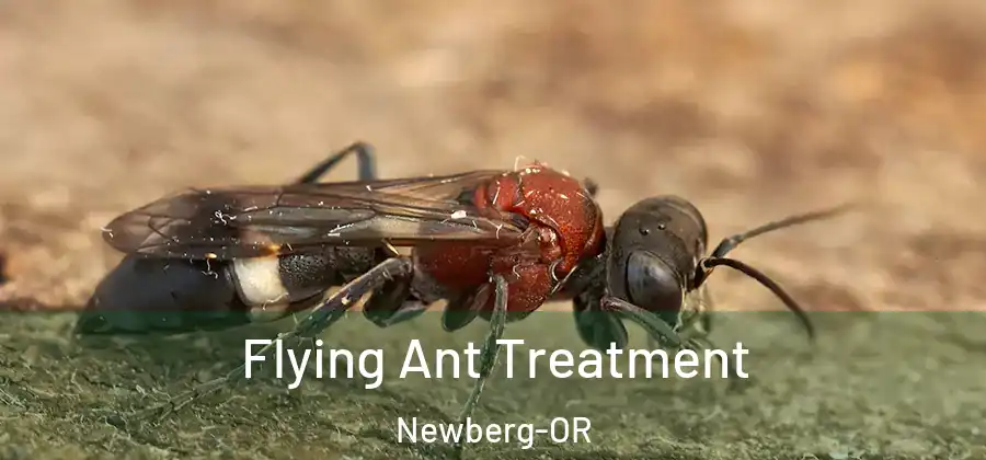 Flying Ant Treatment Newberg-OR