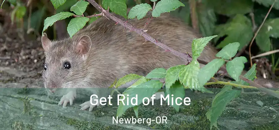 Get Rid of Mice Newberg-OR
