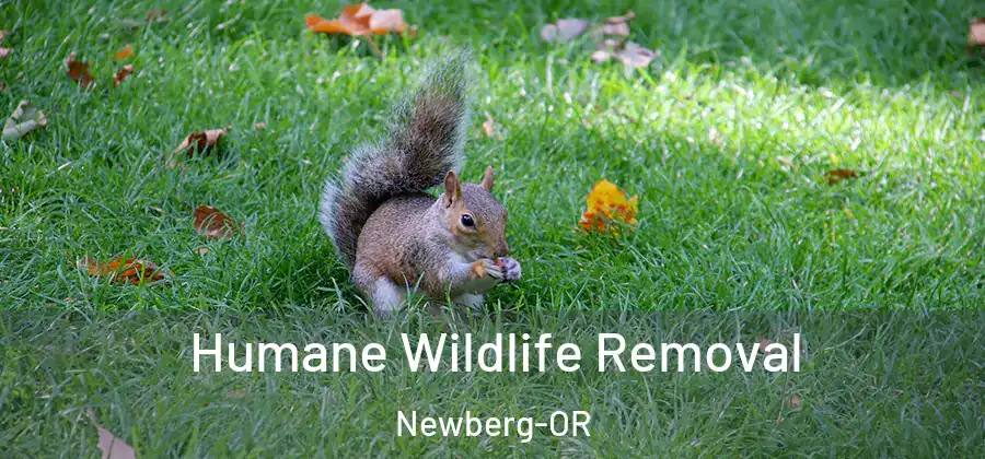 Humane Wildlife Removal Newberg-OR
