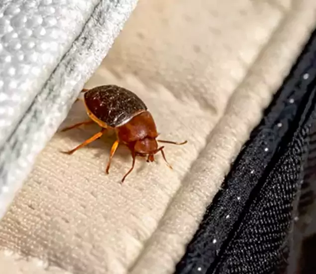 Trusted Bed Bug Prevention Specialists in Newberg, OR