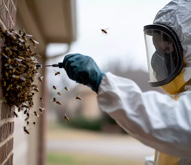 Your Bee Removal Company in Newberg, OR