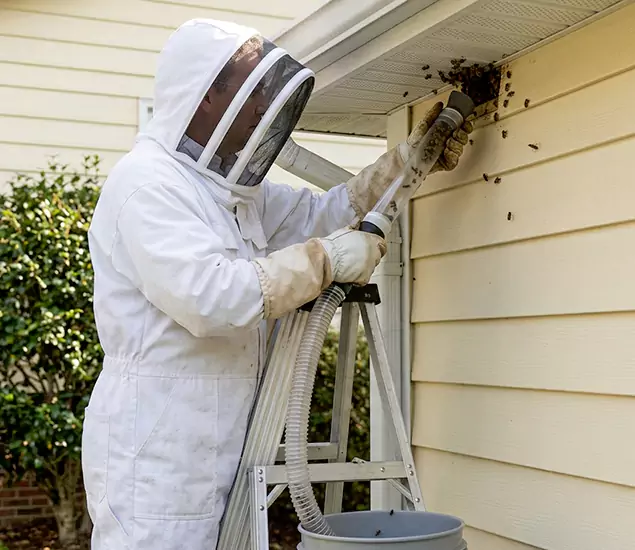 Your Affordable Bee Removal Company in Newberg, OR