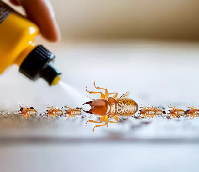 Reliable Bora Care Termite Experts in Newberg, OR