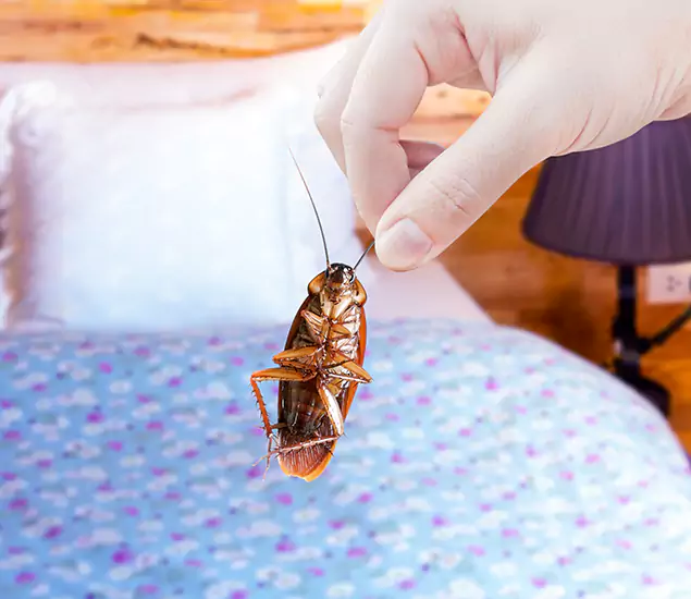 Expert Roach Control Services: Your Cockroach Pest Control in Newberg, OR