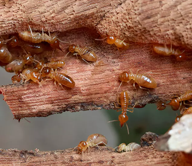 About Our Drywood Termite Treatment Experts in Newberg, OR