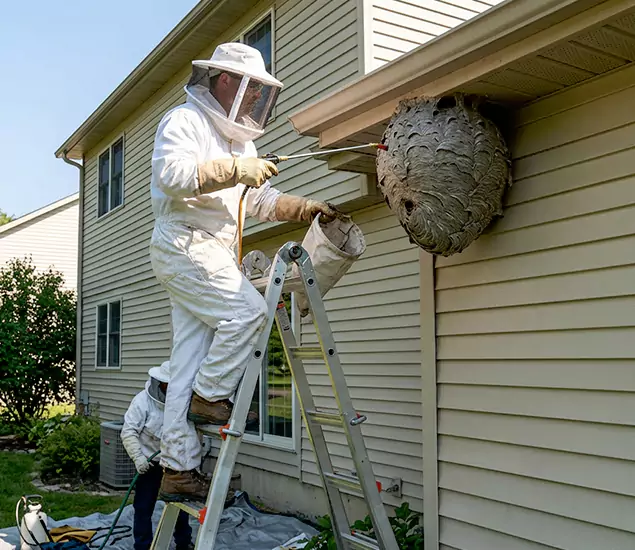 Expert Wasp Nest Removal: Your Local Wasp Nest Removal Company in Newberg, OR