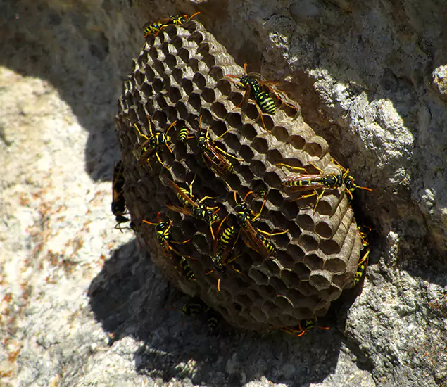 Your Local Hornet Removal Company in Newberg, OR