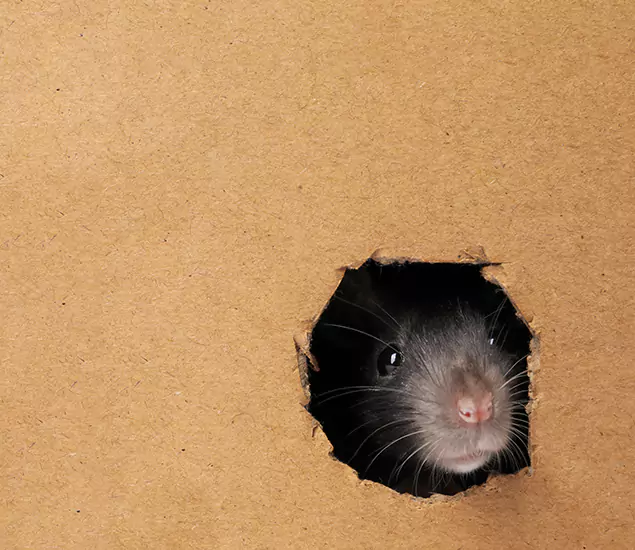 Rats in Attic Removal Experts in Newberg, OR