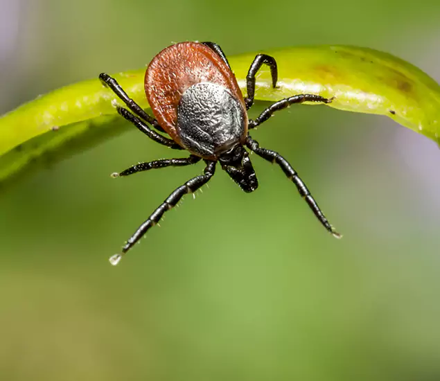 Your Trusted Tick Pest Control in Newberg, OR