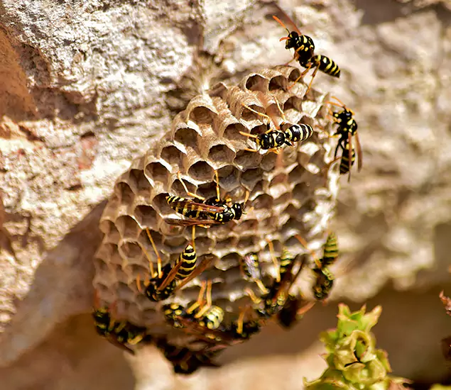 Your Best Wasp Removal Company in Newberg, OR