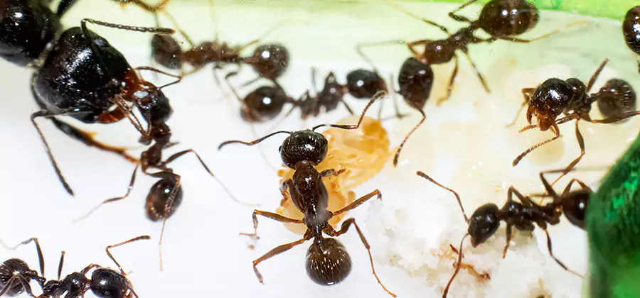 Argentine Ant Barrier Treatment in Newberg
