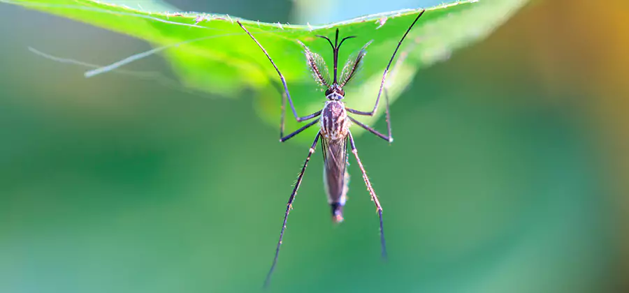 Natural Mosquito Spray for Yard in Newberg