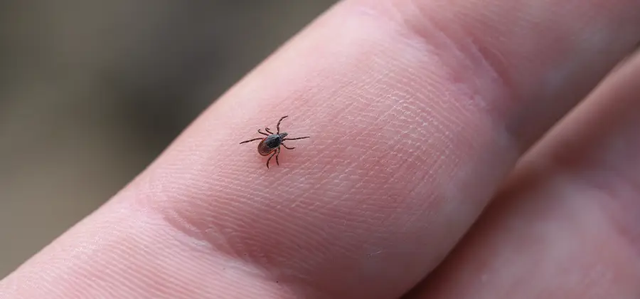 Infection Prevention for Bed Bug Bites in Newberg