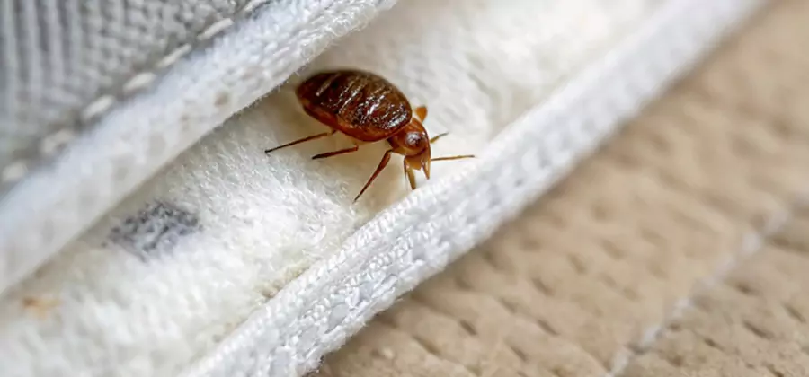 Tenting Bed Bug Fumigation in Newberg