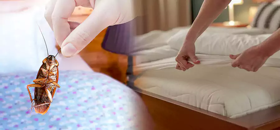 Bed Bug Home Extermination Service in Newberg