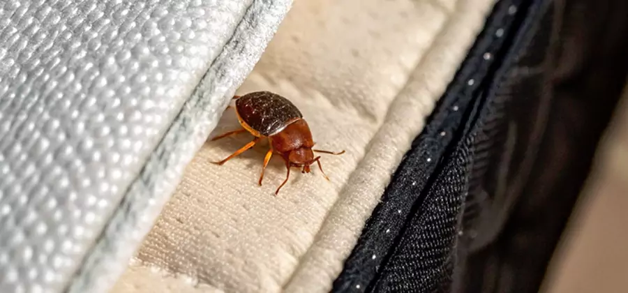 Commercial Bed Bug Control in Newberg