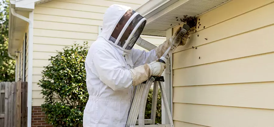 Ground Bee Removal in Newberg