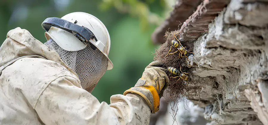 Bee and Wasp Hornet Removal in Newberg