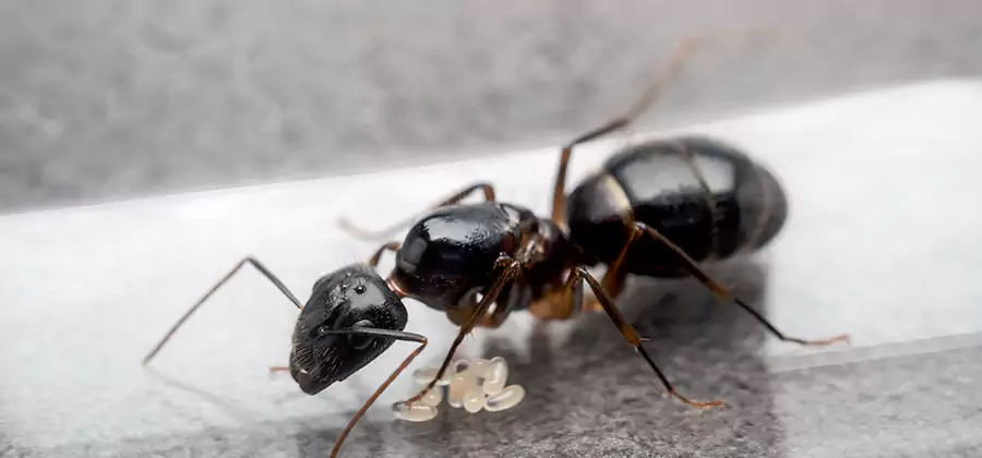 Black Ants in Kitchen Elimination in Newberg