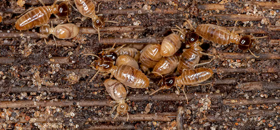 Bora Care Residential Termite Control in Newberg