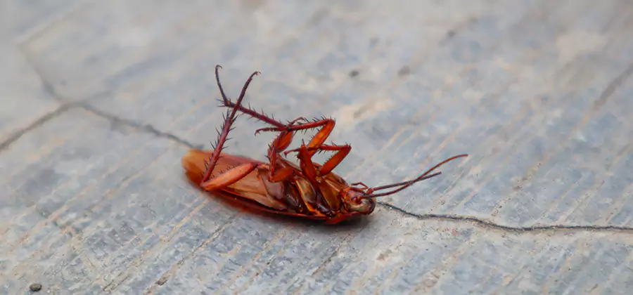 Cockroach Eradication for Commercial Properties in Newberg