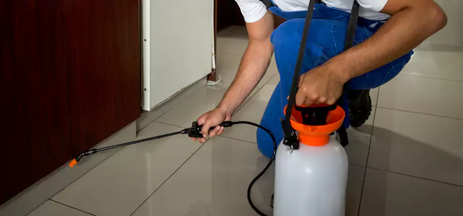 Palmetto Bug Exterminator in Newberg
