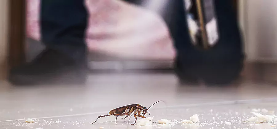 Roach House Treatment Newberg