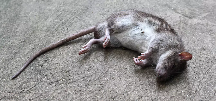 Dead Rat Disposal in Newberg