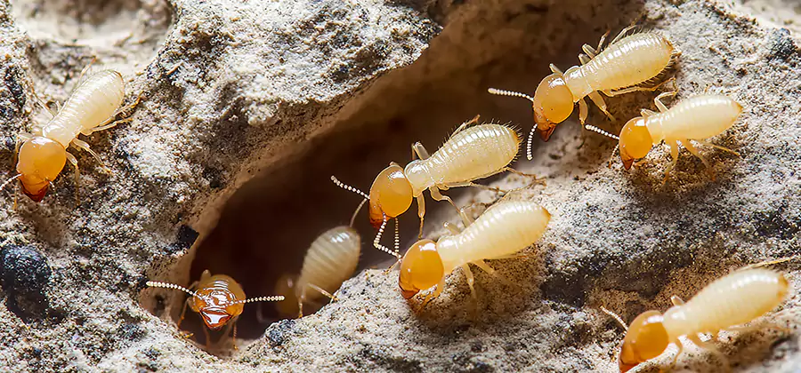 Termite Exterminator Services in Newberg