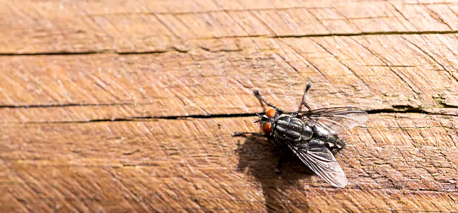 Flying Ant Barrier Treatment in Newberg