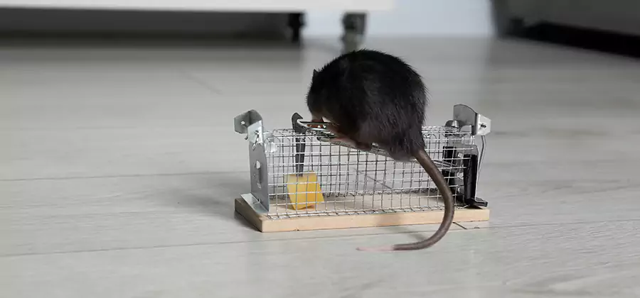 Mice in Attic Removal Newberg