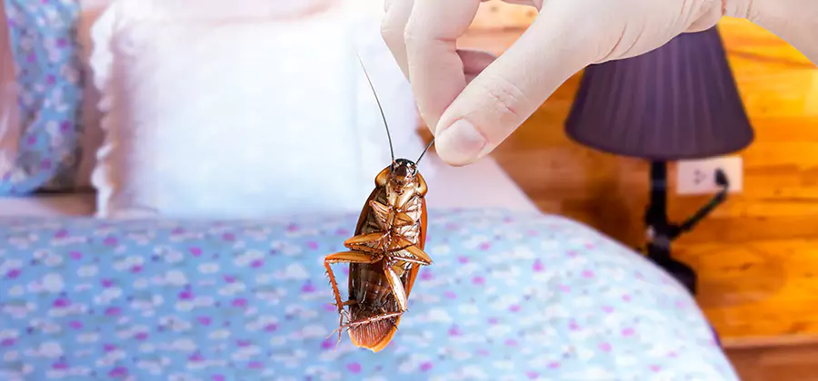Fast Roach Elimination in Newberg