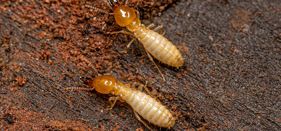 Structural Heat Termite Treatment in Newberg