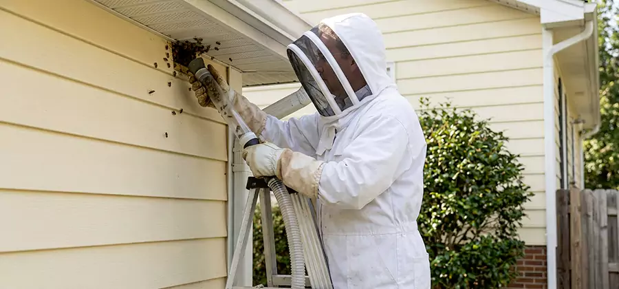 Wasp Nest in Wall Removal in Newberg