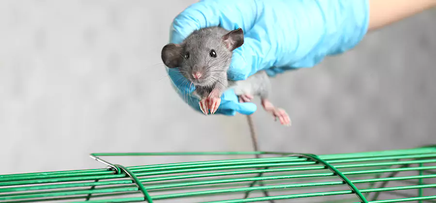Humane Rat Trapping in Newberg