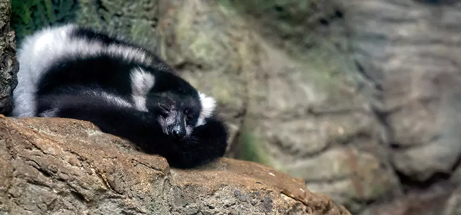Humane Skunk Removal in Newberg