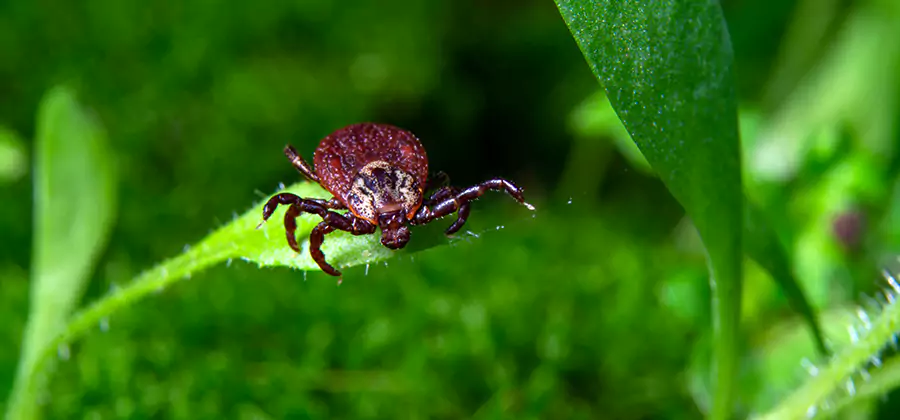 Tick Prevention for Yard in Newberg