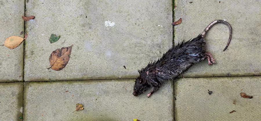 Mice in the Attic Removal in Newberg