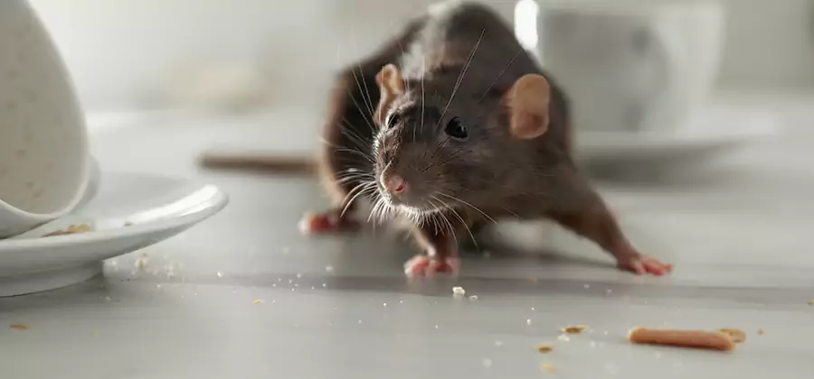 Rodent Feces Removal in Newberg