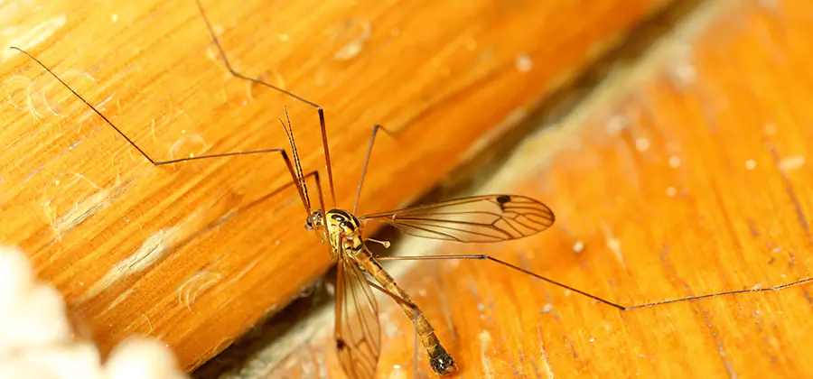 Exterior Mosquito Control in Newberg