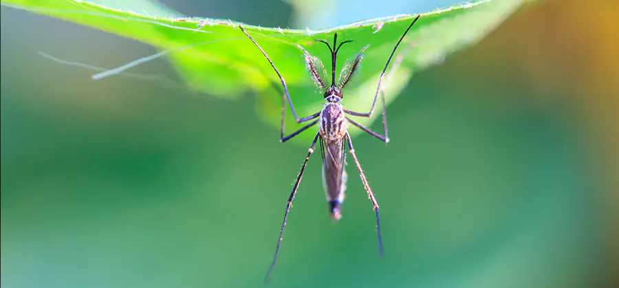 Pest and Mosquito Control for Yard and Patio in Newberg