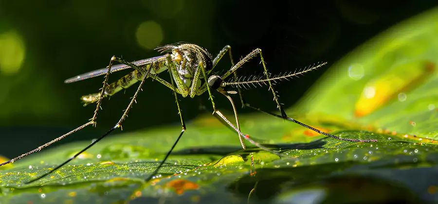 Tick and Mosquito Spray in Newberg