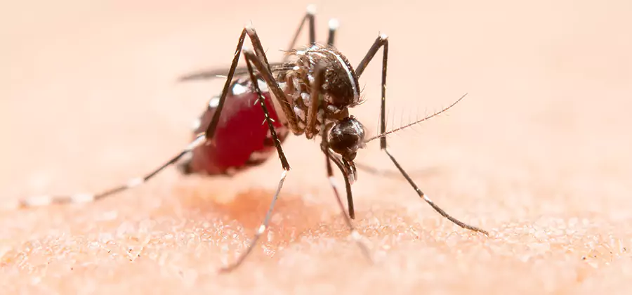 Pond Mosquito Control and Water Treatment in Newberg