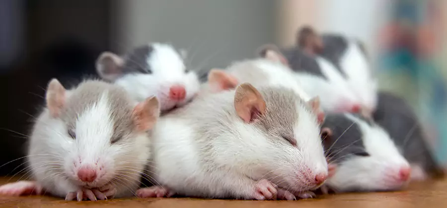Newberg Pet Safe Mice Control