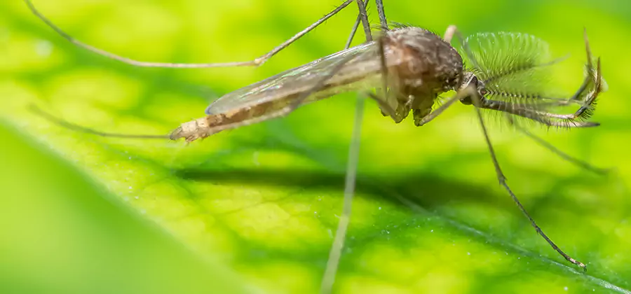 Herbal Mosquito Repellent Treatment in Newberg