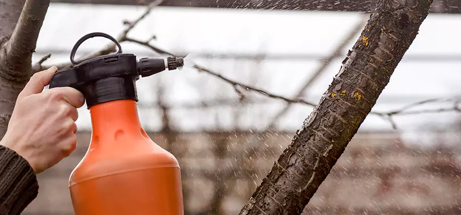 Orange Oil Structural Cavity Treatment in Newberg