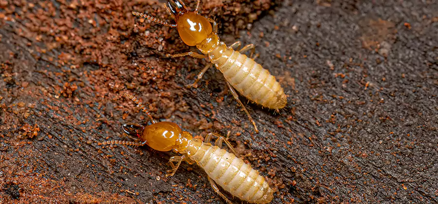 Natural Ant Hill Killer Treatment in Newberg