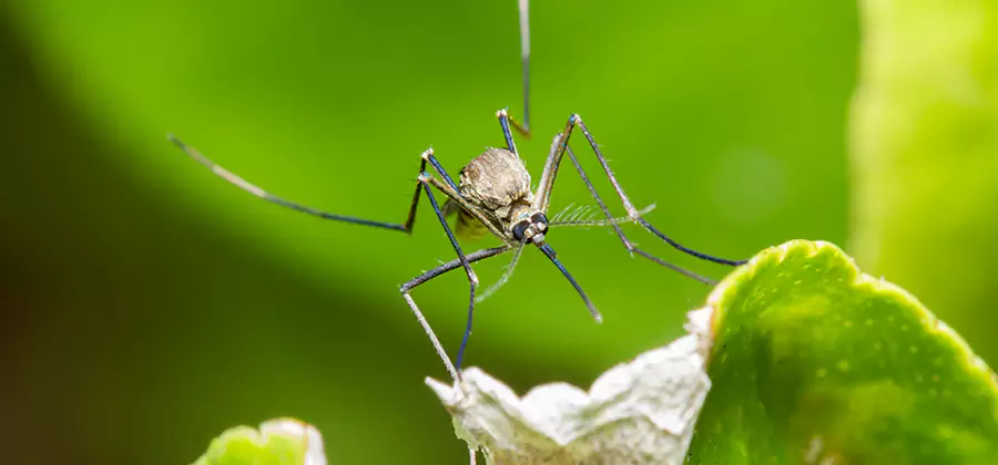 Natural Outdoor Mosquito Repellent in Newberg